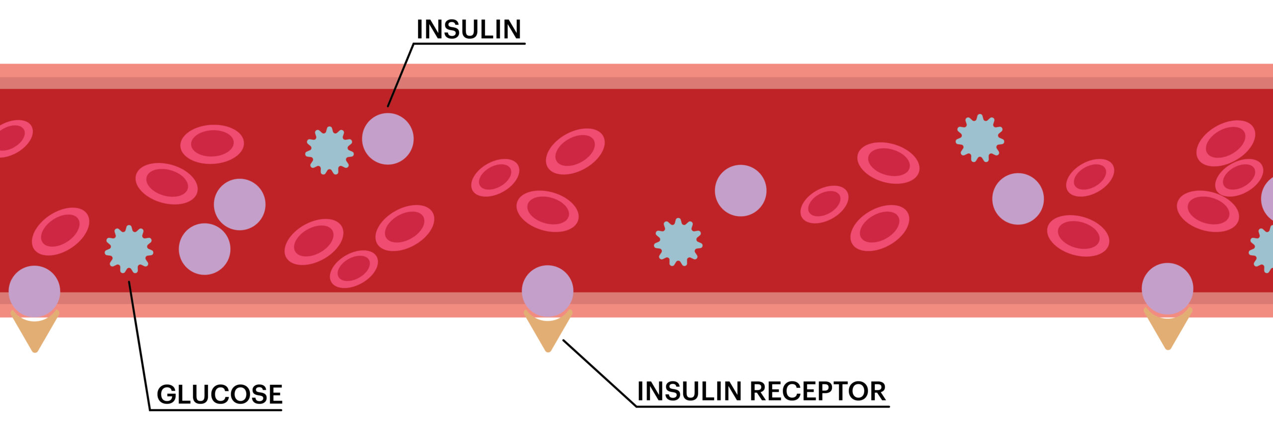 An image of a blood vessel with glucose, insulin, and insulin receptors