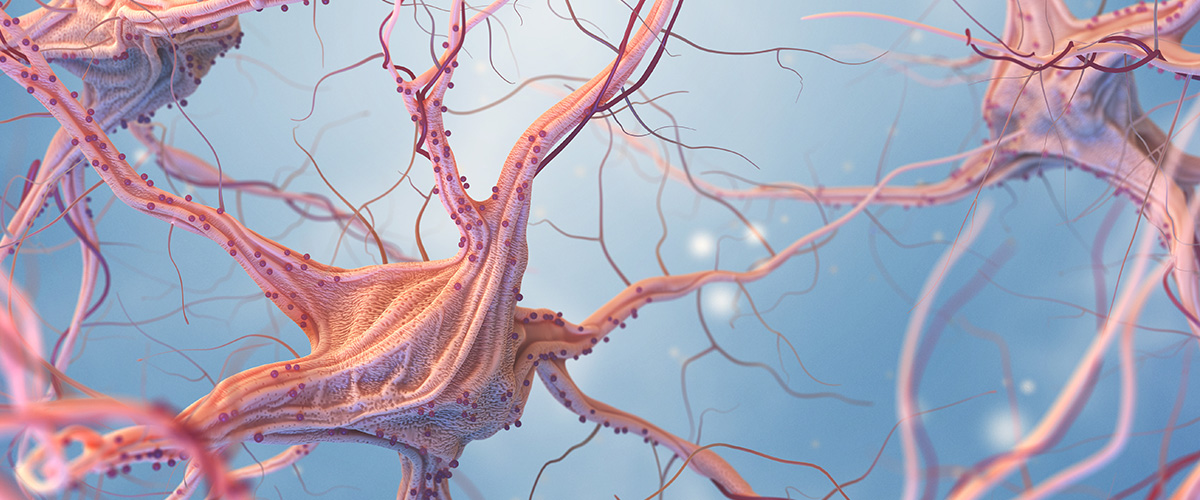 artist rendering of the human nervous system