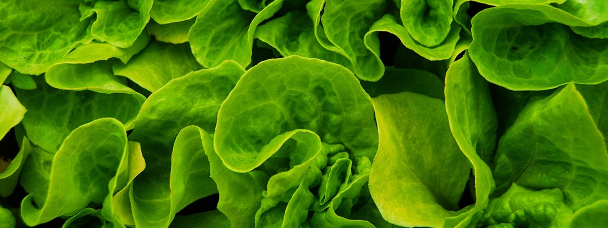 green leaf